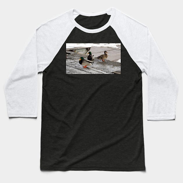 Three Winter Mallard Ducks Baseball T-Shirt by BackyardBirder